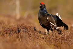 Black-Grouse-Safaris_1