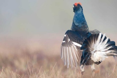 Black-Grouse-Safaris_2