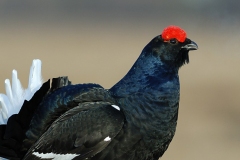 Black-grouse_1