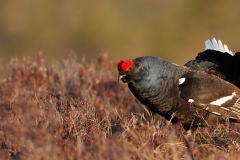 Black-grouse_2