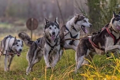 Dog-Sled-Photography.-No-Credit-Required.-8