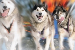 Sled-dogs_1