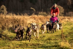 a-sled-being-pulled-by-dogs-on-meadow-walk