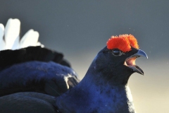 black-grouse-1