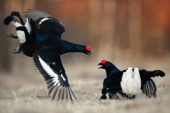 black-grouse