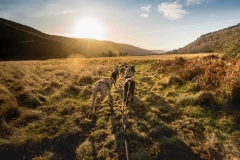 dogs-pulling-a-sled-on-the-meadow-walk