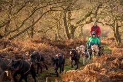 sled-pulling-by-dogs-on-meadow-walk