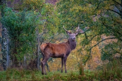 Greg-Bottle-Photography-Stag-Deer-10