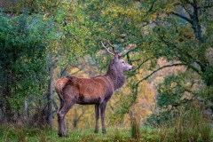 Greg-Bottle-Photography-Stag-Deer-11