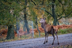Greg-Bottle-Photography-Stag-Deer-12