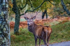 Greg-Bottle-Photography-Stag-Deer-13