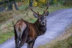 Greg-Bottle-Photography-Stag-Deer-2