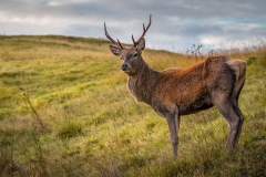 Greg-Bottle-Photography-Stag-Deer-3