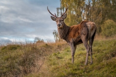 Greg-Bottle-Photography-Stag-Deer-4
