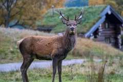 Greg-Bottle-Photography-Stag-Deer-5
