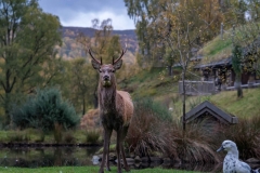 Greg-Bottle-Photography-Stag-Deer-6