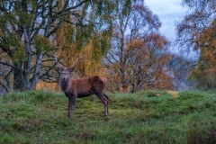 Greg-Bottle-Photography-Stag-Deer-8