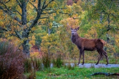 Greg-Bottle-Photography-Stag-Deer-9