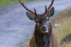 Greg-Bottle-Photography-Stag-Deer