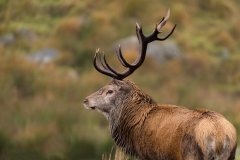 Red-Stag