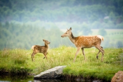 bambi-3LR