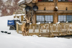 eagle_brae_snow_visit220150303_029LR