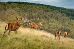 stag2021_023_midresLR