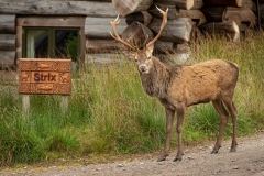 stag2021_088_midresLR