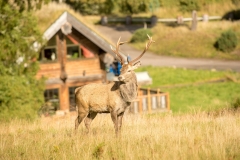 stag_oct2020_midres-14LR