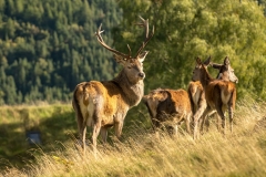 stag_oct2020_midres-63LR