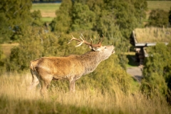 stag_oct2020_midres-68LR