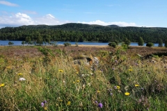 spring-glen-affric