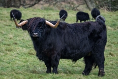 Greg-Bottle-Photography-Highland-Cow-1