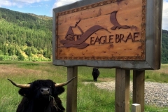 highland-cow-eagle-brae