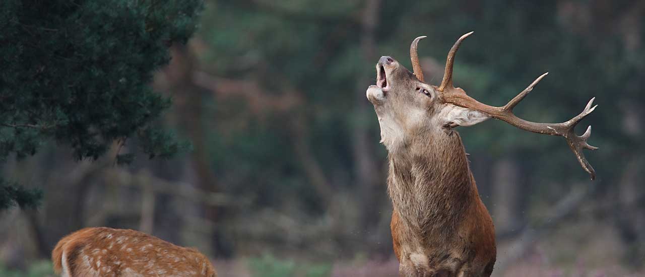 Deer stalking