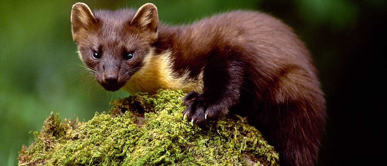 A pine marten in the Scottish Highlands