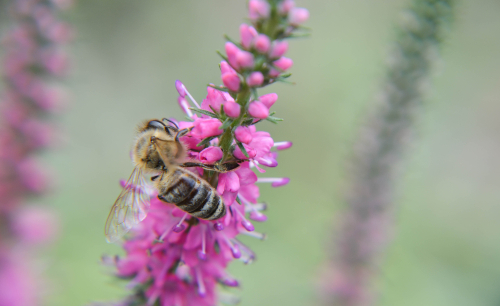 A honey bee collecting nectar from Scottish heather