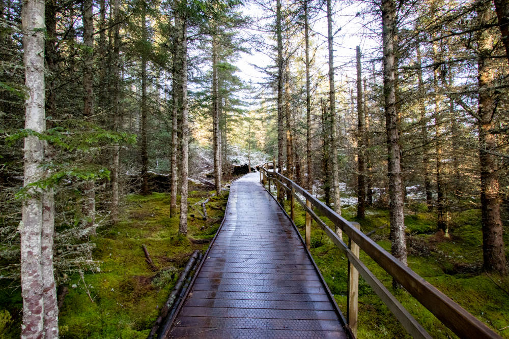 Abriachan Forest near Loch Ness in winter