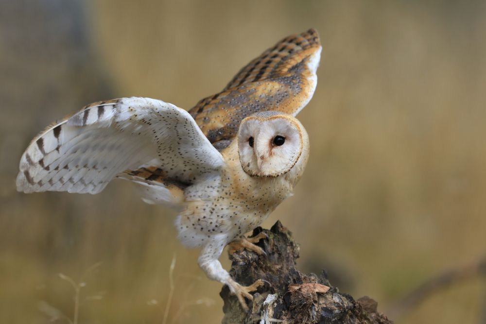 Magnificent Barn Owl perched on a stump in the forest.