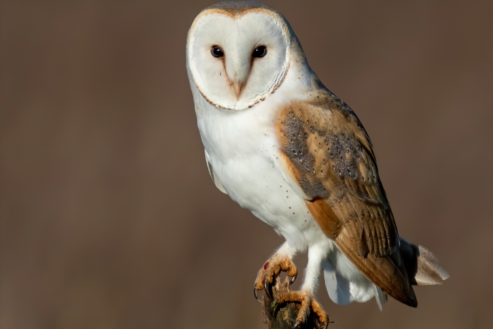 Barn Owl perched on a log