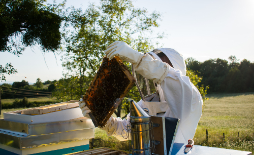 Beekeeper in lush green nature working with bees and inspecting beehives