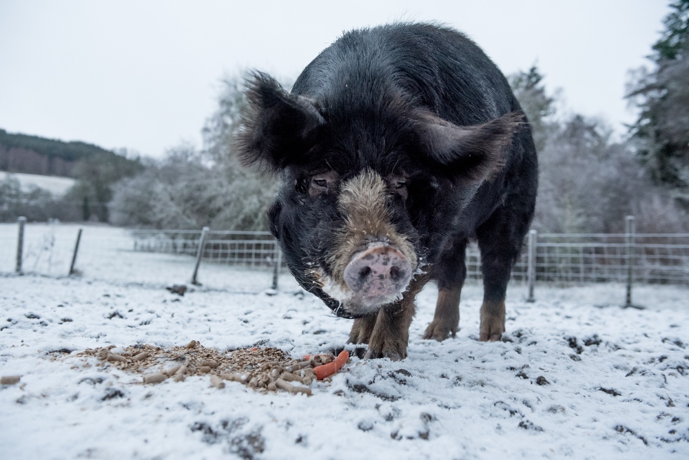 One of the Eagle Brae rare breeds Berkshire pigs eating