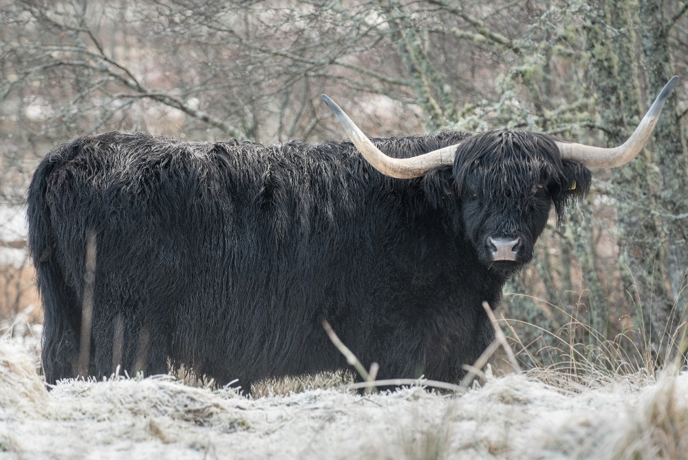 One of our magnificent Highland Cows