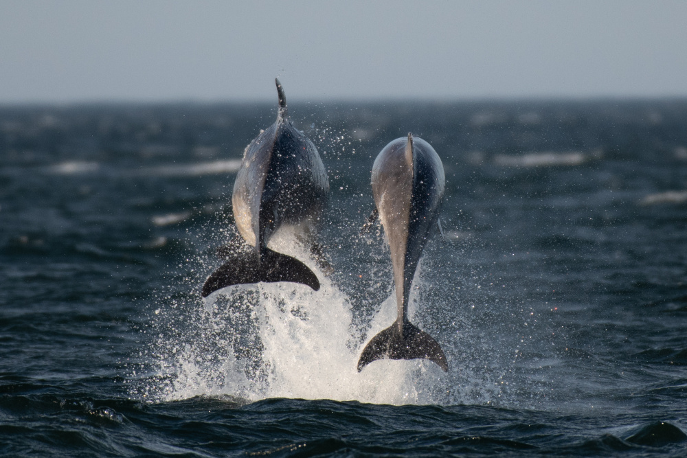 Two dolphins leaping, viewed from Chanonry Point