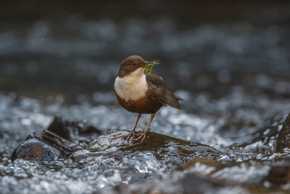 Dipper perched on a rock in a stream