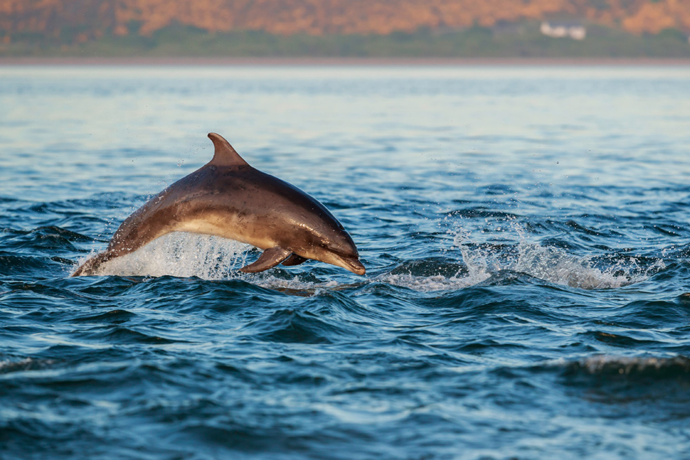 Dolphin leaping from the waters of the Moray Firth