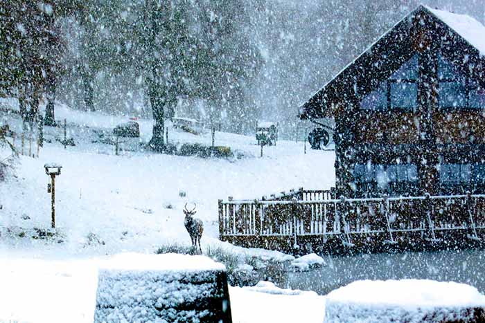 log cabin and deer in the snow at Eagle Brae