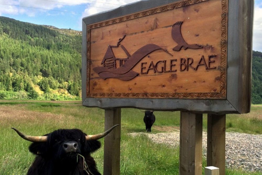 Highland cow next to wooden Eagle Brae sign on the road side