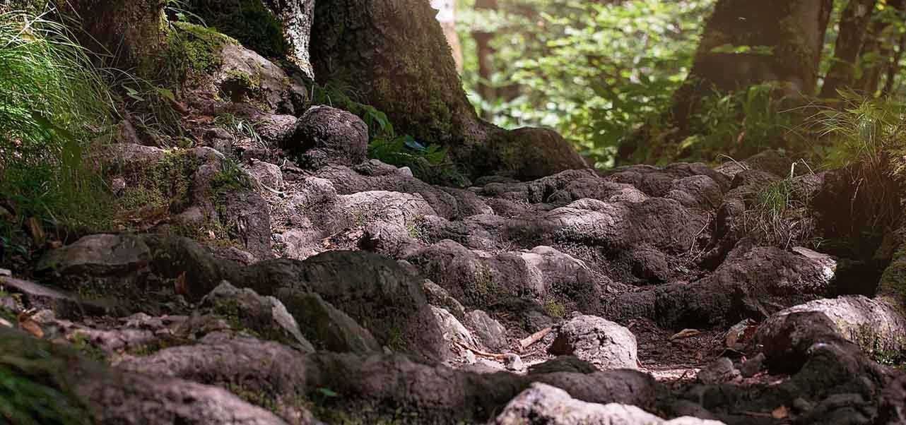 Close up of the forest floor and large tree roots