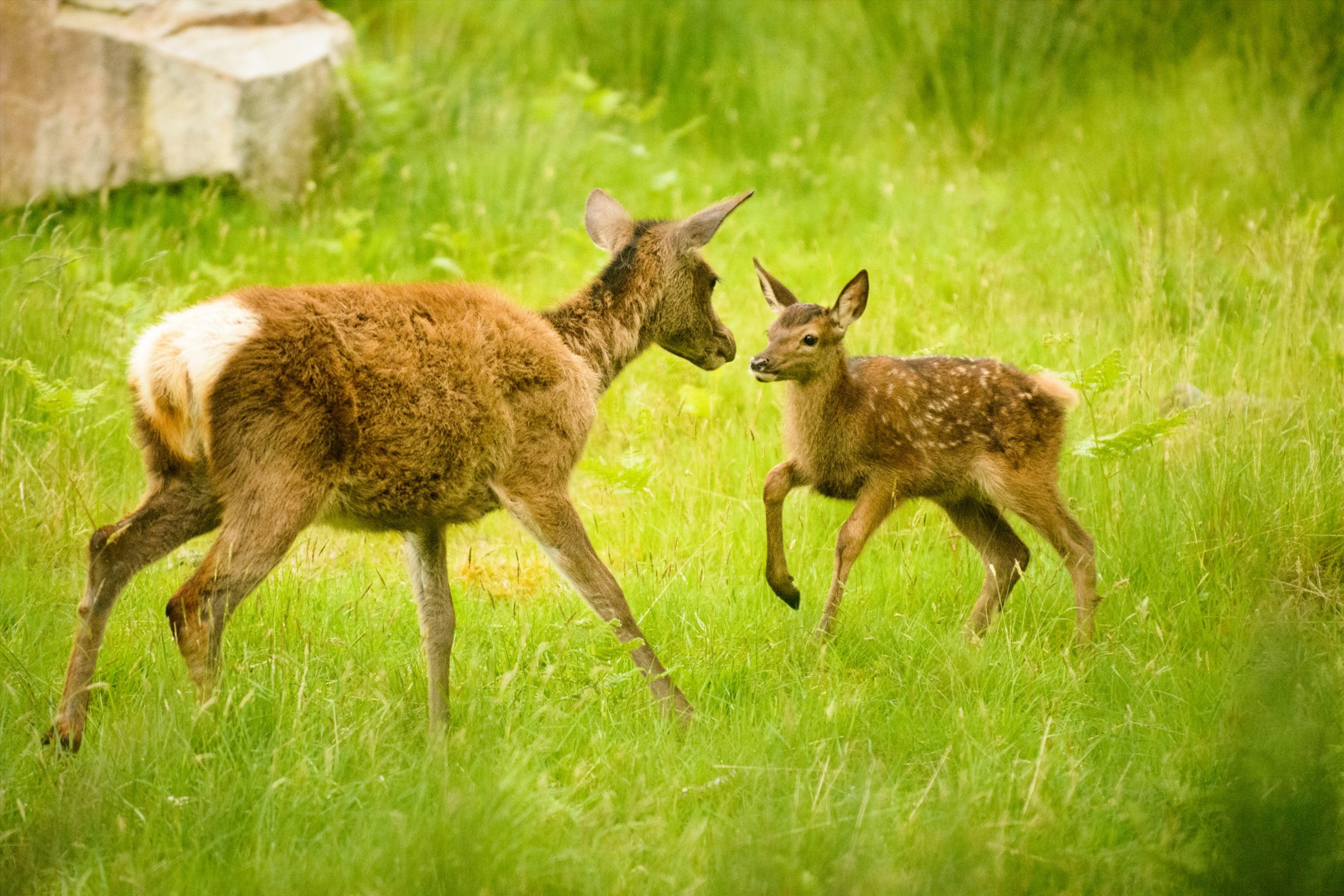 Mummy and baby deer, Scotland